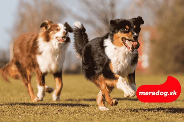 Austrálsky ovčiak: Inteligentný parťák s energiou na rozdávanie