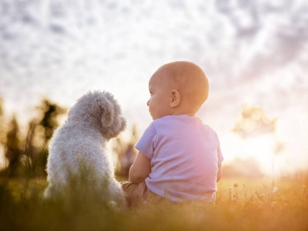 Potravinové alergie u psov