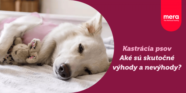 Výhody a nevýhody kastrácie psov