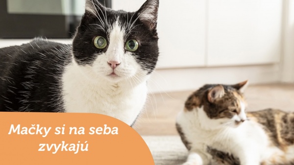 Mačky si na seba zvykajú