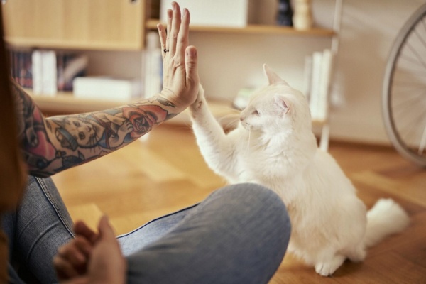 7 hriechov chovu mačiek