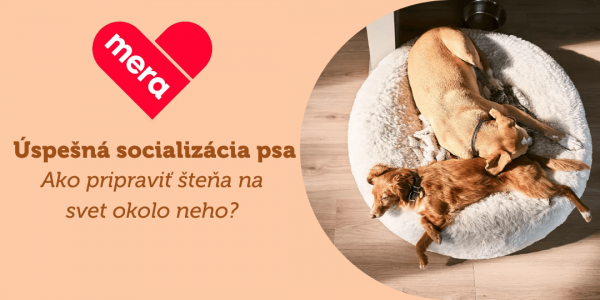 Úspešná socializácia a adaptácia psa